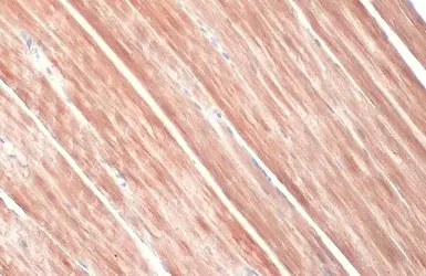 Anti-alpha Actinin 2 antibody [N1N3] used in IHC (Paraffin sections) (IHC-P). GTX103219