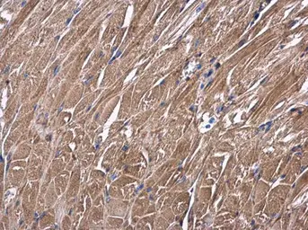 Anti-USP4 antibody used in IHC (Paraffin sections) (IHC-P). GTX103237