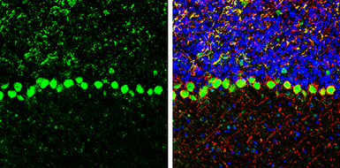 Anti-COPD antibody used in IHC (Frozen sections) (IHC-Fr). GTX103252