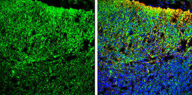 Anti-Homer1 antibody used in IHC (Frozen sections) (IHC-Fr). GTX103278