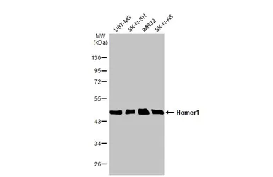 Anti-Homer1 antibody used in Western Blot (WB). GTX103278