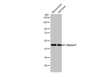 Anti-Homer1 antibody used in Western Blot (WB). GTX103278