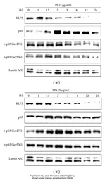Anti-KLF5 antibody used in Western Blot (WB). GTX103289