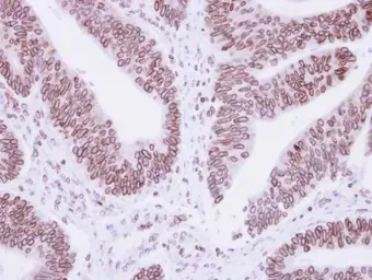 Anti-Lamin B1 antibody used in IHC (Paraffin sections) (IHC-P). GTX103292
