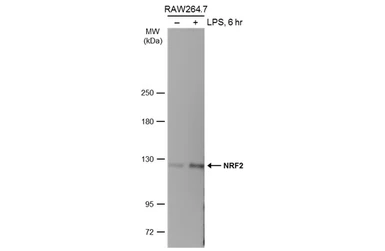 Anti-NRF2 antibody [N2C2], Internal used in Western Blot (WB). GTX103322