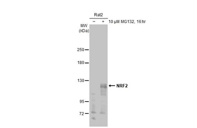 Anti-NRF2 antibody [N2C2], Internal used in Western Blot (WB). GTX103322