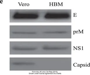 Anti-Dengue virus NS1 protein antibody used in Western Blot (WB). GTX103346