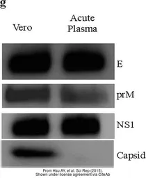 Anti-Dengue virus NS1 protein antibody used in Western Blot (WB). GTX103346