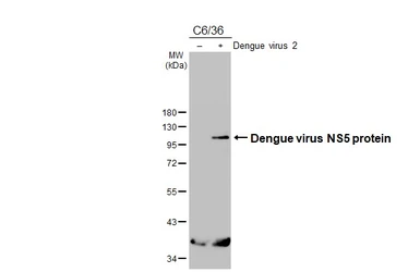 Anti-Dengue virus NS5 protein antibody used in Western Blot (WB). GTX103350
