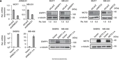 Anti-ENPP1 antibody [N2C2], Internal used in Western Blot (WB). GTX103447