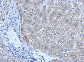 Anti-tPA antibody used in IHC (Paraffin sections) (IHC-P). GTX103453