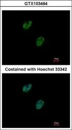 Anti-GABPB1 antibody [N1C3] used in Immunocytochemistry/ Immunofluorescence (ICC/IF). GTX103464