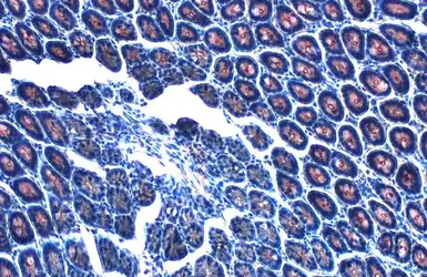 Anti-AMPK alpha 2 antibody used in IHC (Paraffin sections) (IHC-P). GTX103487