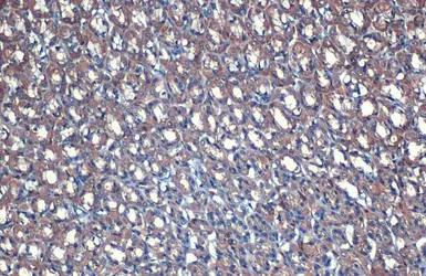 Anti-AMPK alpha 2 antibody used in IHC (Paraffin sections) (IHC-P). GTX103487