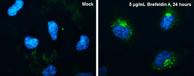 Anti-CYR61 antibody [N1C3] used in Immunocytochemistry/ Immunofluorescence (ICC/IF). GTX103669