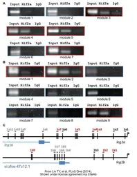 Anti-HIF2 alpha antibody [N1N3] used in ChIP assay (ChIP assay). GTX103707