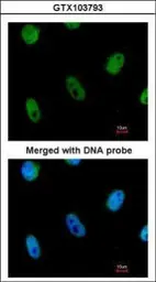 Anti-L3MBTL1 antibody used in Immunocytochemistry/ Immunofluorescence (ICC/IF). GTX103793