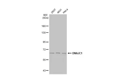 Anti-DNAJC1 antibody [C1C3] used in Western Blot (WB). GTX103858