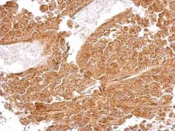 Anti-MRPS5 antibody used in IHC (Paraffin sections) (IHC-P). GTX103930