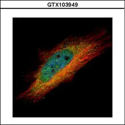 Anti-IP6K1 antibody used in Immunocytochemistry/ Immunofluorescence (ICC/IF). GTX103949