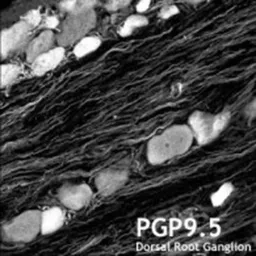 Anti-PGP9.5 antibody used in IHC (Frozen sections) (IHC-Fr). GTX10404