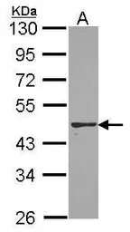 Anti-PON2 antibody [N1C2] used in Western Blot (WB). GTX104061