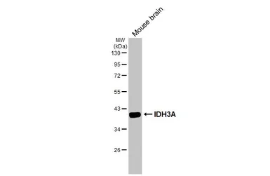 Anti-IDH3A antibody used in Western Blot (WB). GTX104073