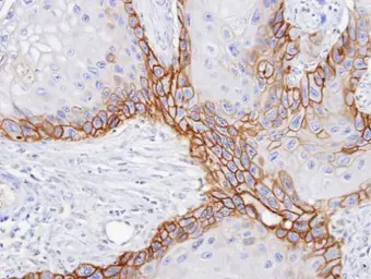 Anti-CD98 antibody [N1C2] used in IHC (Paraffin sections) (IHC-P). GTX104108