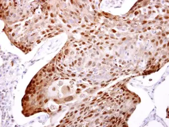 Anti-Hsp70 antibody used in IHC (Paraffin sections) (IHC-P). GTX104126