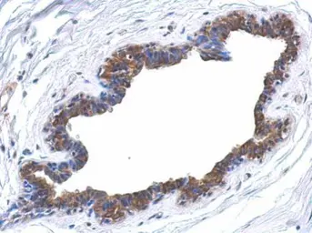Anti-MAPK4 antibody [N1C1] used in IHC (Paraffin sections) (IHC-P). GTX104128