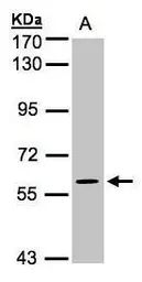 Anti-MAPK4 antibody [N1C1] used in Western Blot (WB). GTX104128