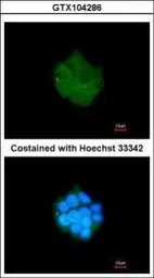 Anti-PDK3 antibody [N1C2] used in Immunocytochemistry/ Immunofluorescence (ICC/IF). GTX104286