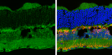 Anti-P2X7 antibody used in IHC (Frozen sections) (IHC-Fr). GTX104288