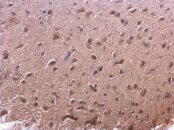 Anti-AKR7A2 antibody used in IHC (Paraffin sections) (IHC-P). GTX104299