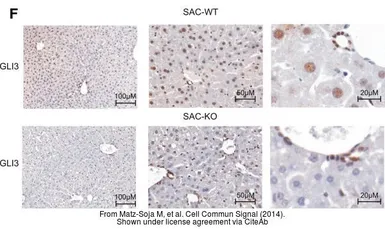 Anti-GLI3 antibody used in IHC (Paraffin sections) (IHC-P). GTX104362