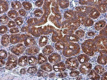 Anti-Grp75 antibody used in IHC (Paraffin sections) (IHC-P). GTX104407
