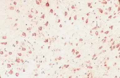 Anti-Grp75 antibody used in IHC (Paraffin sections) (IHC-P). GTX104407
