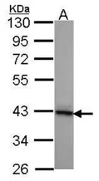 Anti-DNAJB2 antibody used in Western Blot (WB). GTX104464