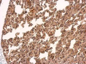 Anti-TMEM59 antibody used in IHC (Paraffin sections) (IHC-P). GTX104486