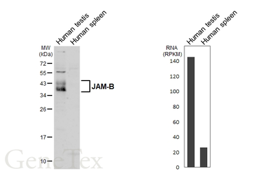 Anti-JAM-B antibody used in Western Blot (WB). GTX104507
