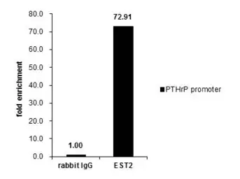Anti-ETS2 antibody used in ChIP assay (ChIP assay). GTX104527