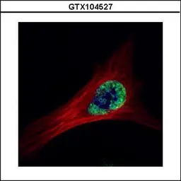 Anti-ETS2 antibody used in Immunocytochemistry/ Immunofluorescence (ICC/IF). GTX104527