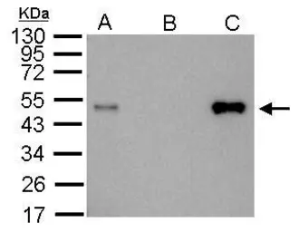 Anti-LDB1 antibody [N2C3] used in Immunoprecipitation (IP). GTX104531