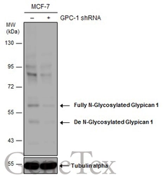 Anti-Glypican 1 antibody [N3C3] used in Western Blot (WB). GTX104557