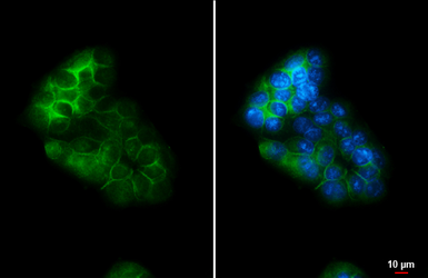 Anti-Glypican 1 antibody [N3C3] used in Immunocytochemistry/ Immunofluorescence (ICC/IF). GTX104557