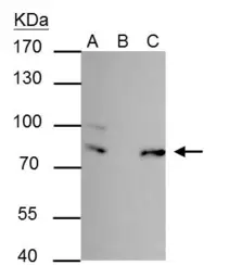 Anti-FUBP1 antibody used in Immunoprecipitation (IP). GTX104579