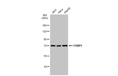 Anti-FUBP1 antibody used in Western Blot (WB). GTX104579
