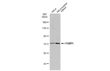 Anti-FUBP1 antibody used in Western Blot (WB). GTX104579