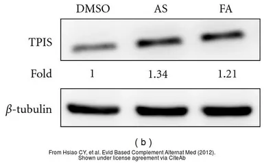 Anti-Triosephosphate isomerase antibody [C2C3], C-term used in Western Blot (WB). GTX104618