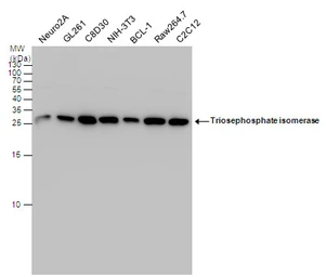 Anti-Triosephosphate isomerase antibody [C2C3], C-term used in Western Blot (WB). GTX104618